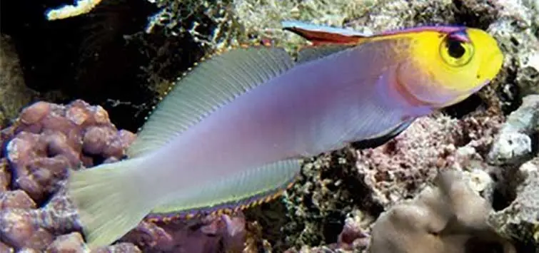 Marshall Islands Helfrich's Firefish Nemateleotris helfrichi