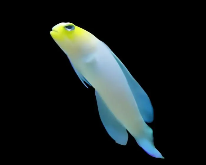 Pearly Jawfish; Atl. – Opistognathus aurifons