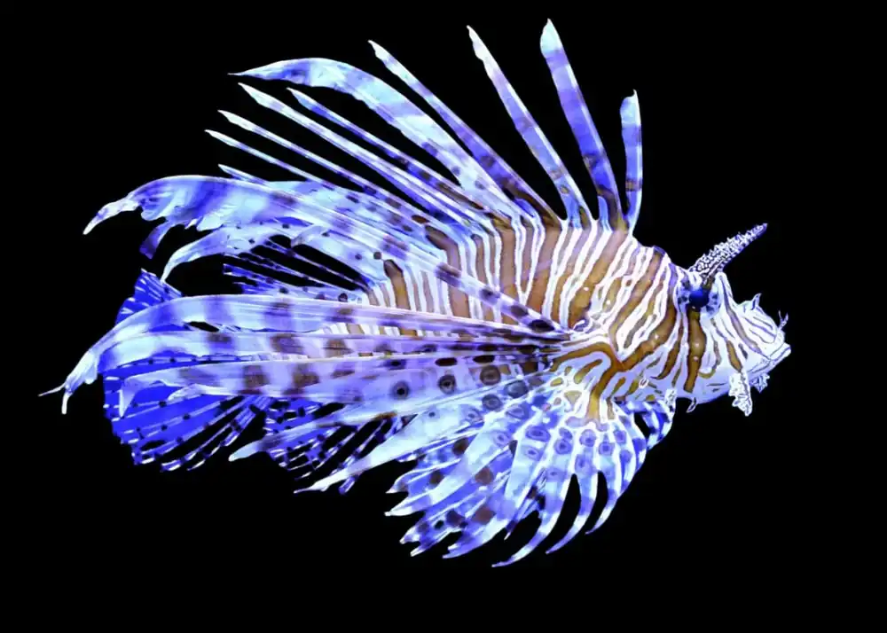 Volitan Lionfish Volitan Lion - Pterois volitans