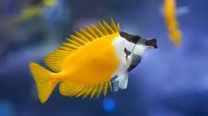 Yellow Foxface- Siganus vulpinus