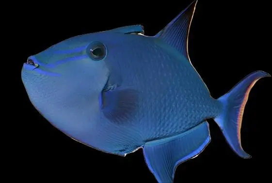 Niger Trigger - Odonus niger