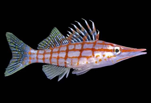 Longnose Hawkfish – Oxycirrhites typus