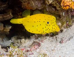 Yellow Cubicus – Ostracion cubicus - Fish