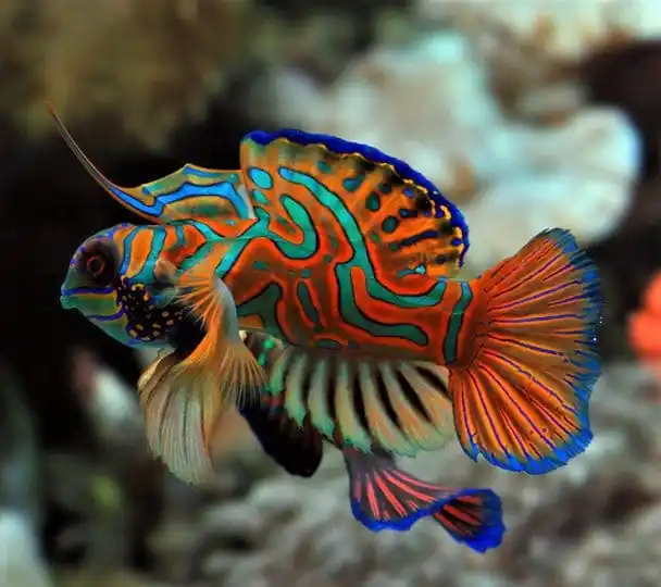 Red Mandarin Goby Synchiropus splendens - Fish