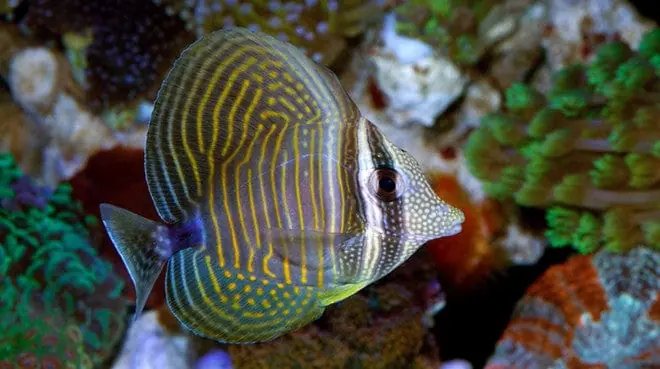 Desjardinii Sailfin Tang Zebrasoma desjardinii - Fish