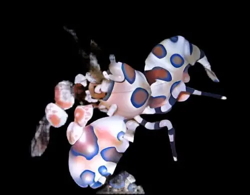Harlequin Shrimp - Hymenocera picta