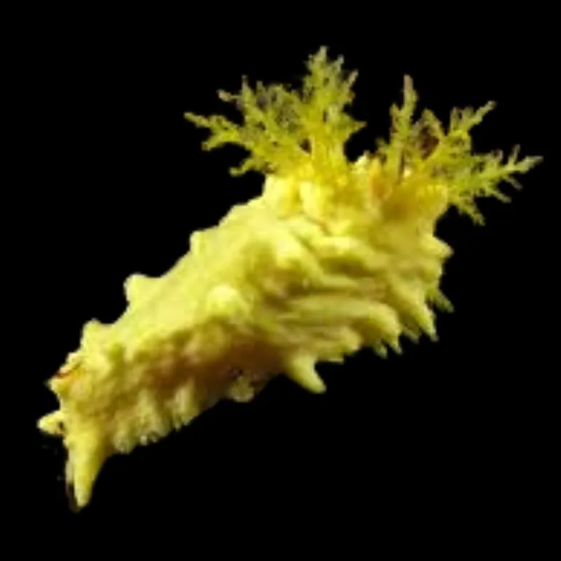 Yellow Sea Cucumber - Stichopus sp.