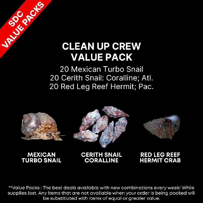 Clean Up Crew Pack- 20ea. Astrea Snail; Red Leg Hermit; Cerith Snail: Coralline; Atl. – Limit 2