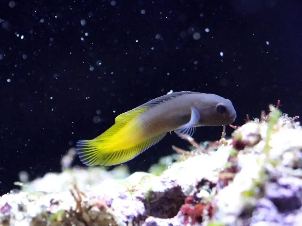 Flametail Blenny – Enchelyurus flavipes - Fish