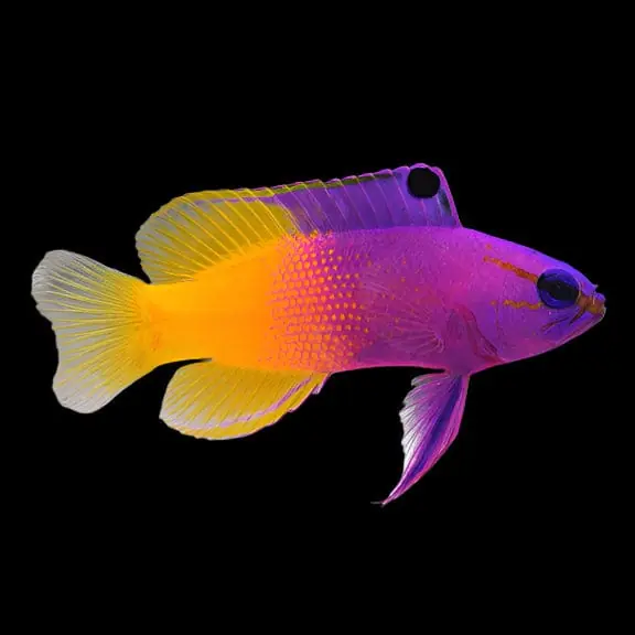 Royal Gramma; Atl. – Gramma loreto - Fish