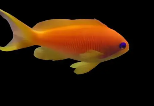 Orange (Blue Eye) Anthias; Female; Afr. - Pseudanthias squamipinnis
