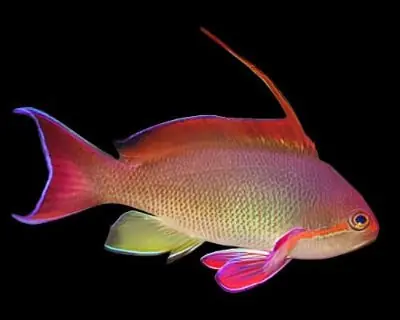 Orange (Blue Eye) Anthias; Male; Africa - Fish