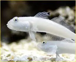 White Sleeper Goby Valenciennea sexguttata - Fish
