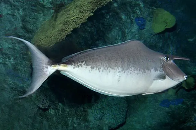 Humpback Unicornfish – Naso brachycentron