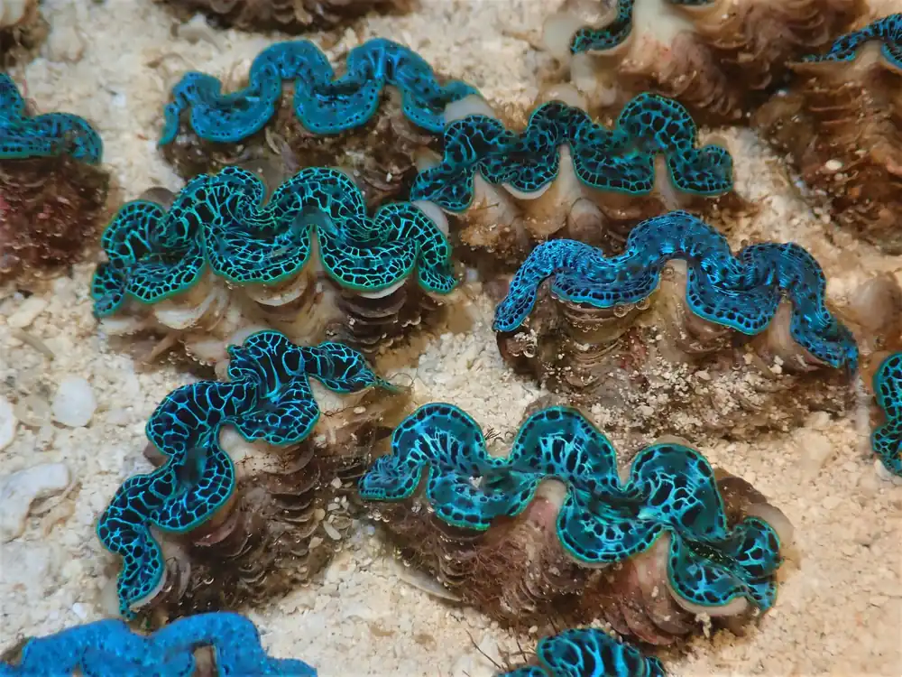 Maxima Clam; Ultra Grade; T/R – Tridacna Maxima - Invertebrates