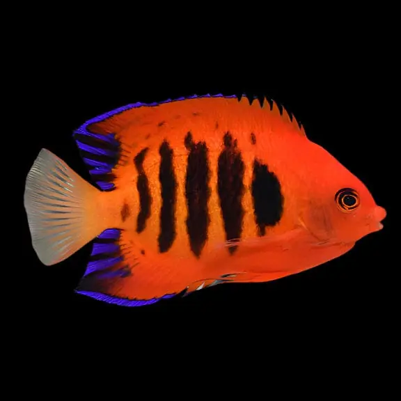 Flame Angelfish Marshall Islands Centropyge loricula