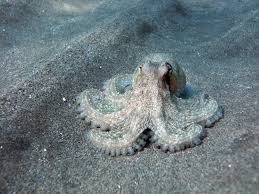 Octopus; Brown; Pacific – Octopus sp. - Invertebrates