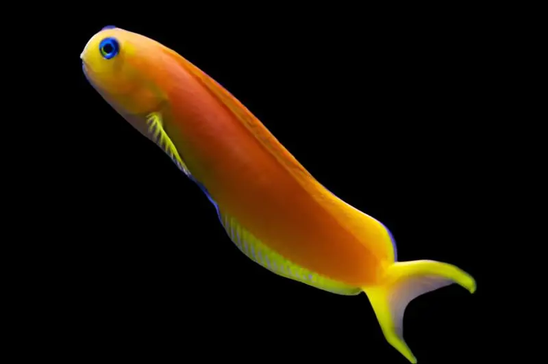 Midas Blenny Golden Africa Ecsenius midas - Fish