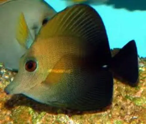 Scopas Tang Zebrasoma scopas - Fish