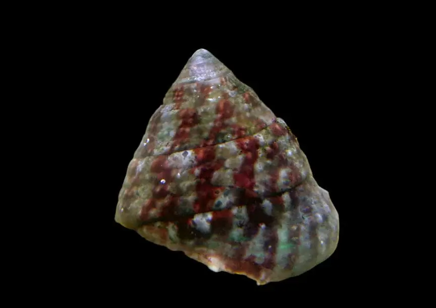 Tiger Turbo Snail - Trochus sp.