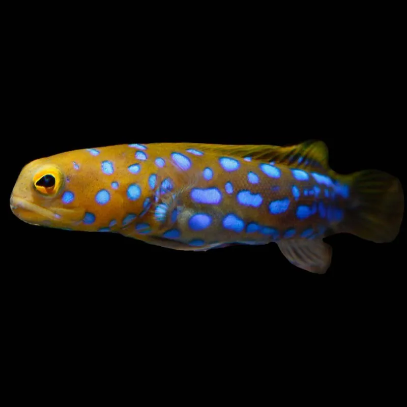 Blue Spot Jawfish; Mexico – Opistoganthus rosenblatti