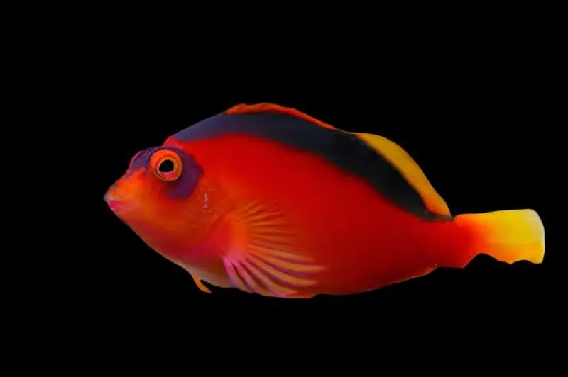 Flame Hawkfish - Neocirrhites armatus
