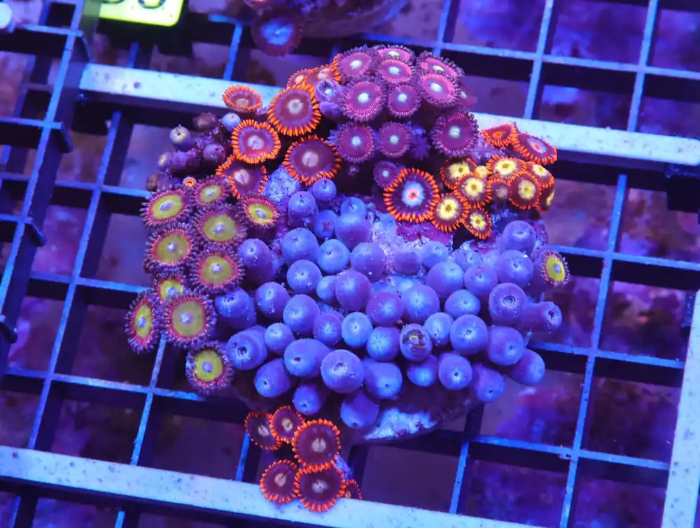 X51 – - Saltwater