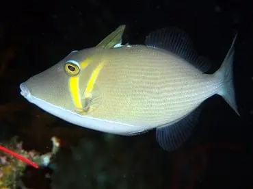 Lei Trigger; Fiji – Sufflamen bursa - Fish