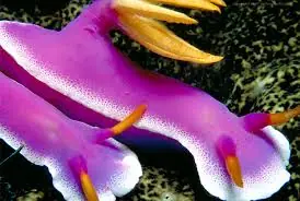 Purple Sea Slug – Chromodoris sp. - Invertebrates