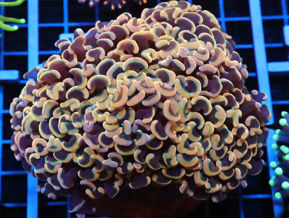 J103 – INDO TORCH GREEN VARIANT 2 HEAD - Saltwater