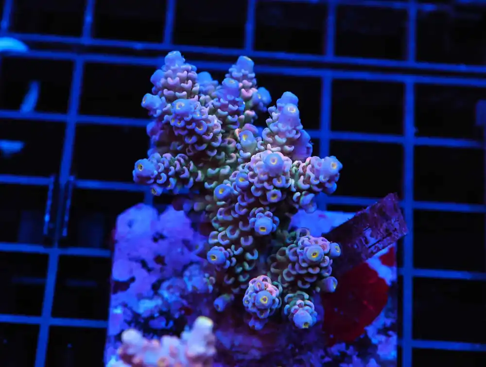 E71 – AUSSIE ACRO XXL BLUE PURPLE - Saltwater