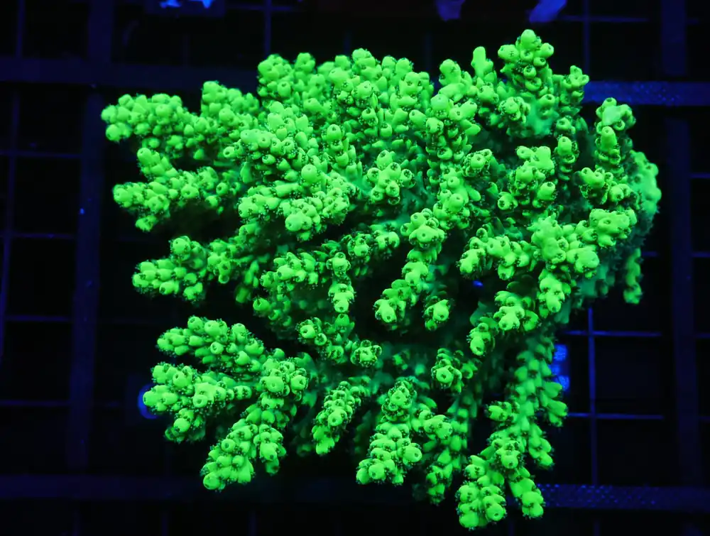 E09 – AUSSIE ACRO GREEN HIGHLIGHTER - Saltwater