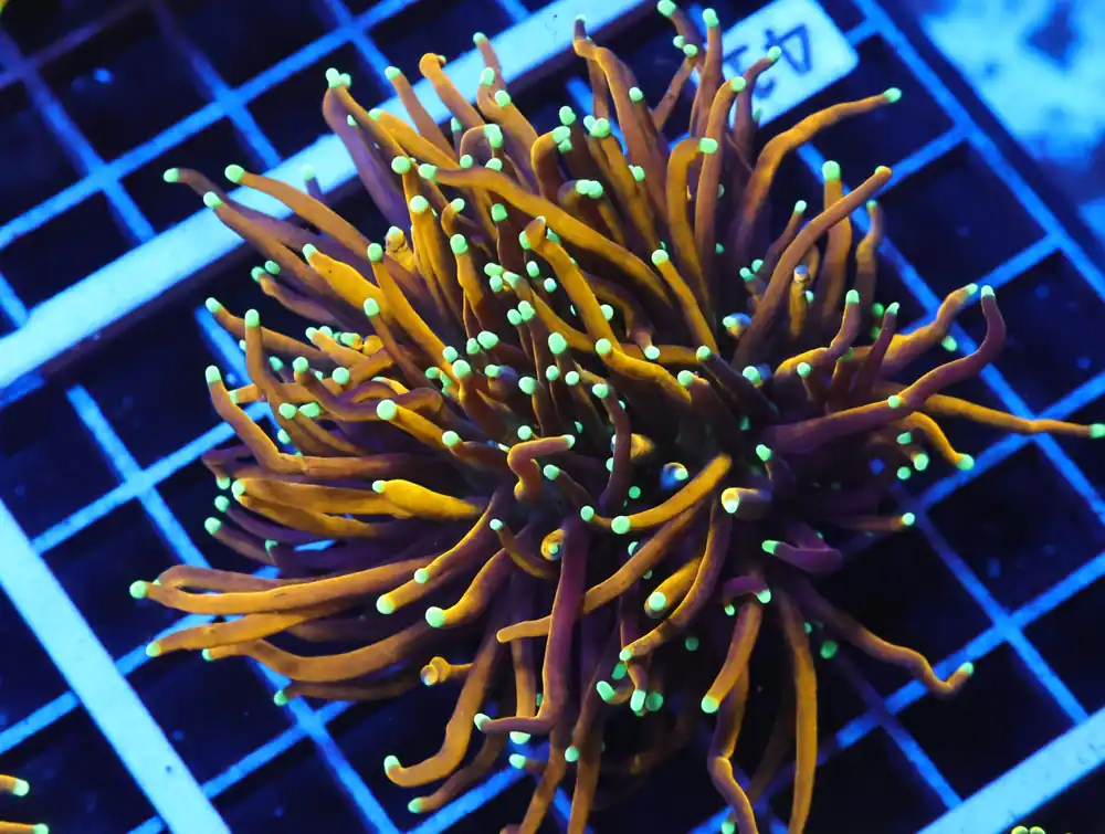J41 – INDO TORCH GOLD VARIANT 1 HEAD - Saltwater
