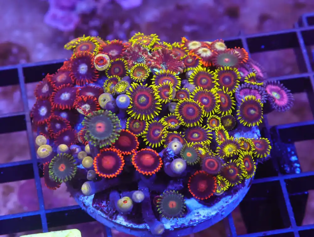 X35 – INDO ULTRA COMBO ZOA CULTURED - Saltwater