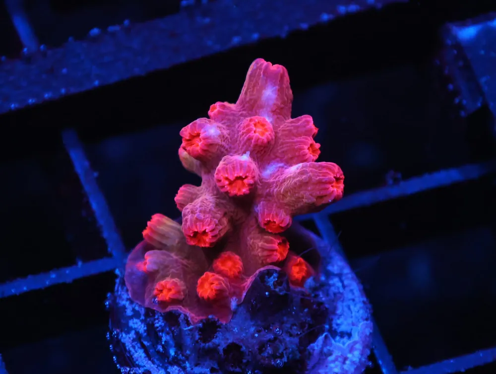 C277 – SDC RED BRANCHING CYPHASTREA - Saltwater