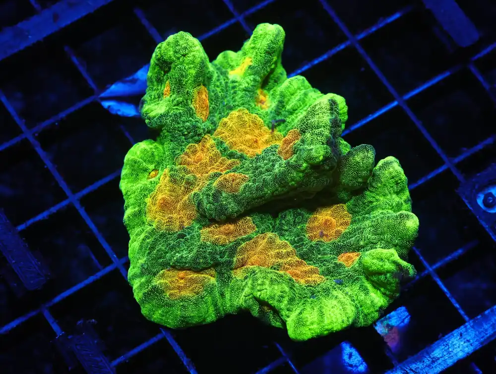 C59 – SDC SPACE INVADER PECTINIA – XL FRAG - Saltwater