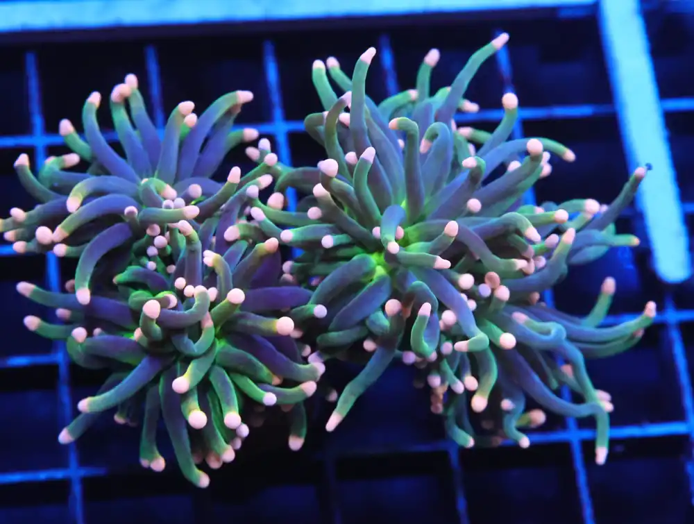 J13 – INDO TORCH GREEN VARIANT 2 HEAD - Saltwater