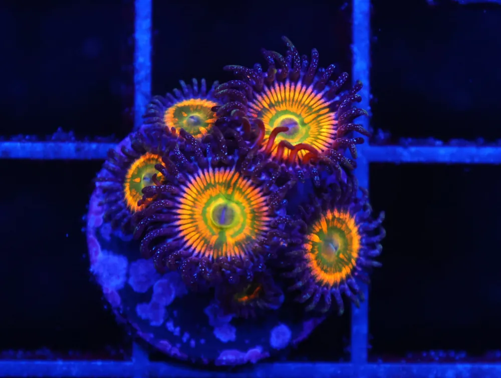 C171 – SDC SUNNY D ZOA - Saltwater