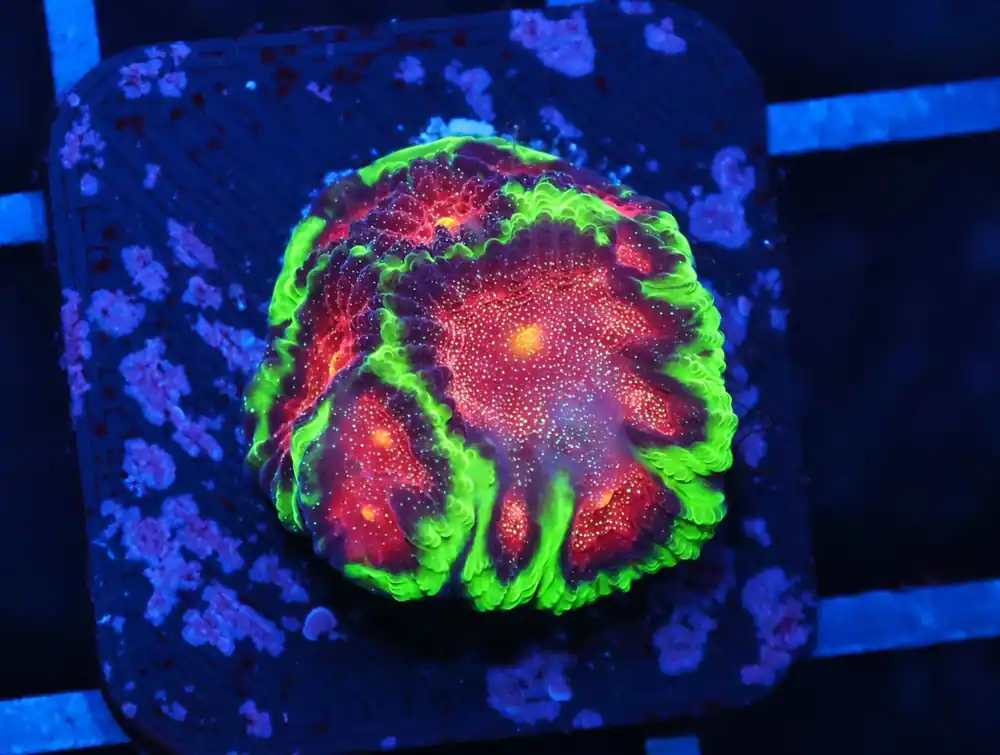 C08 – AMAZEBALLS GONIPORA VARIANT - Saltwater