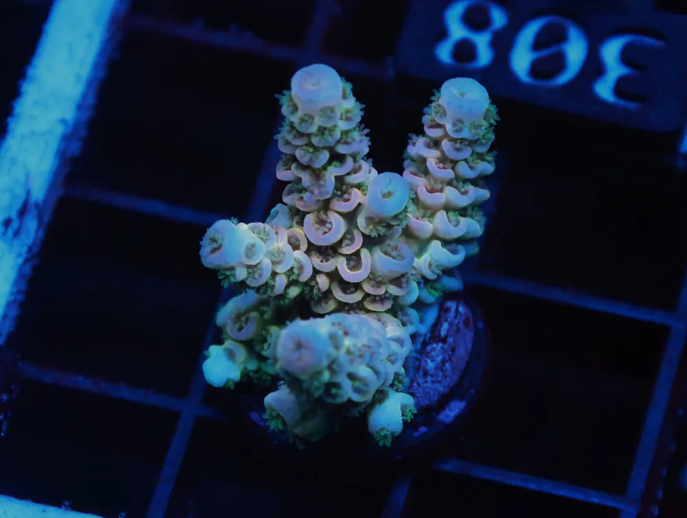 C308 – SDC ACROPORA ASST. TENUIS - Saltwater