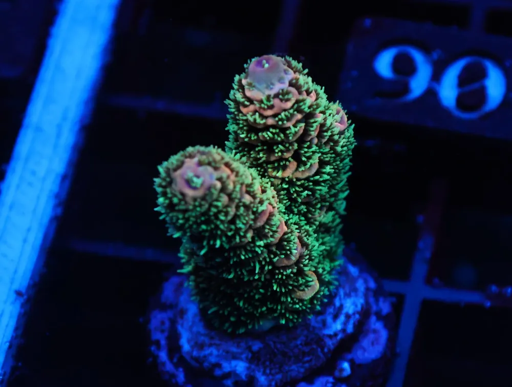 C306 – SDC ACROPORA ASST. PREMIUM - Saltwater