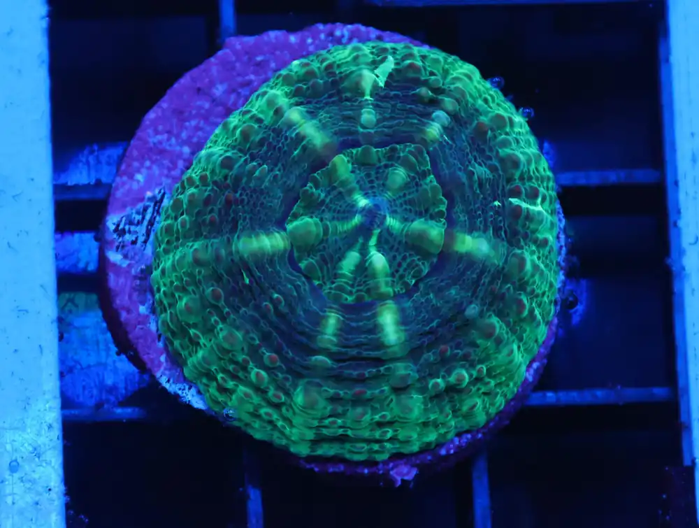 C353 – ALMOST WYSIWYG – CAPTIVE SPAWNED LOBO AUSTRALIA GREEN - Saltwater
