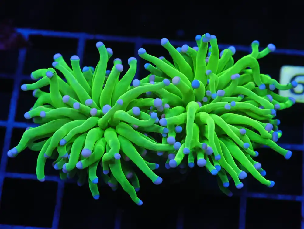 J29 – MALAYSIA TORCH COTTON CANDY 2 HEAD - Saltwater