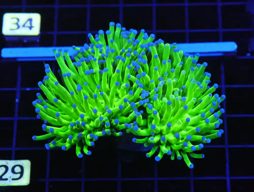 D29 – INDO TORCH GREEN VARIANT 3 HEAD - Saltwater
