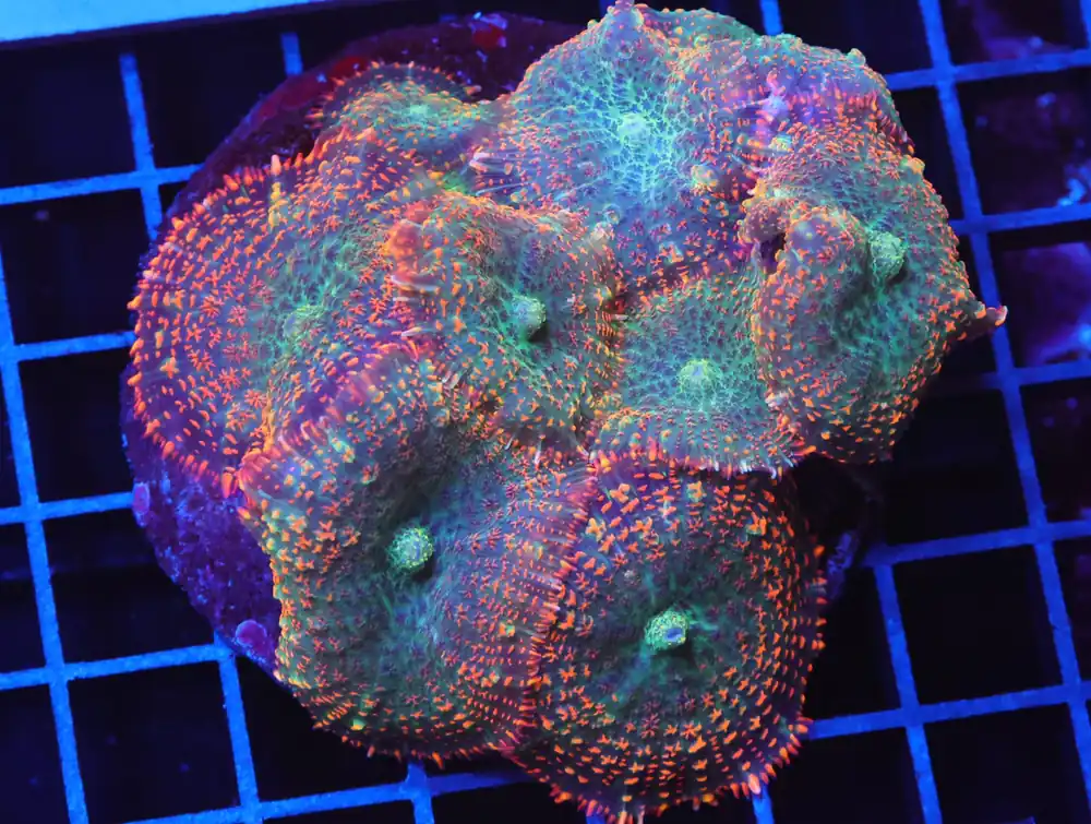 B100 – FOREST FIRE RHODACTIS MUSHROOM - Furnace B : Amazing variety of awesome corals every week!