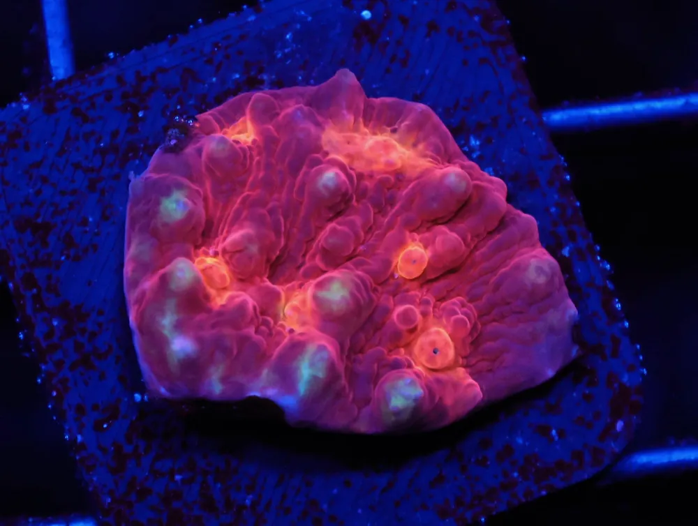 C89 – SDC AUSSIE OSBOURNE CHALICE - Saltwater