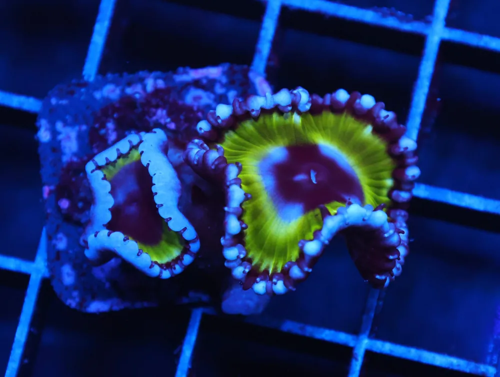 C100 – SDC GRANDIS ZOA/PALY (POLYP) - Saltwater