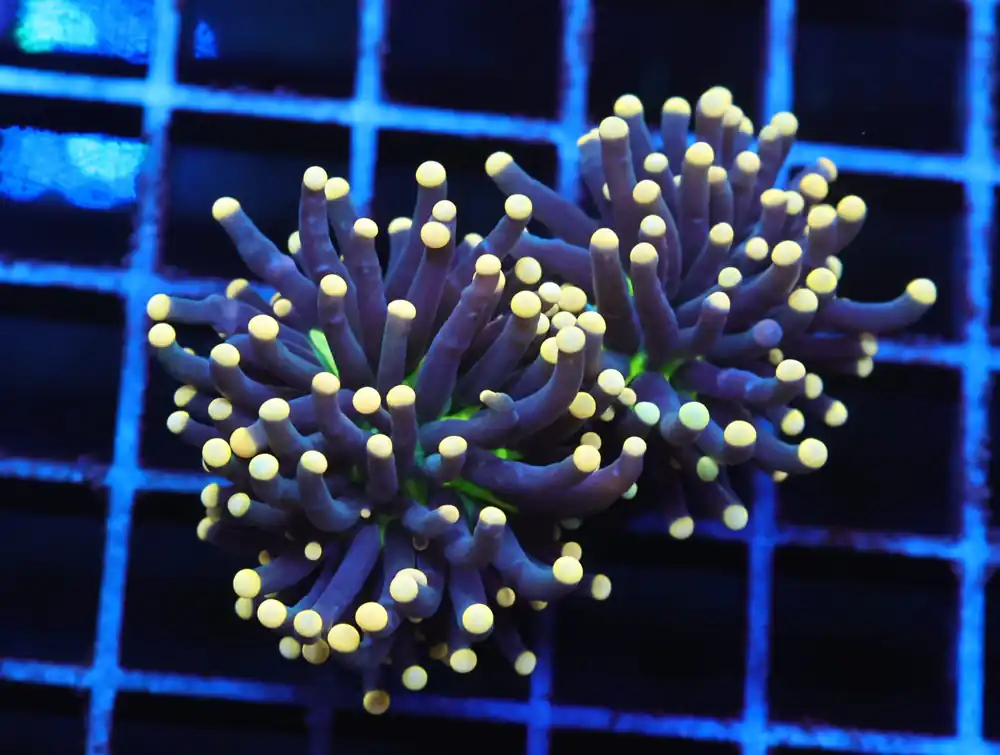 J83 – INDO TORCH BLACK LIGHT 2 HEAD - Saltwater