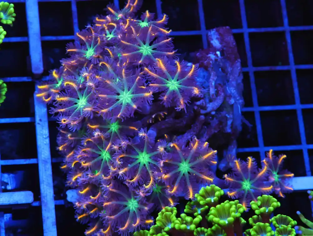 B109 – BARBIE AND KEN LOBO - Furnace B : Amazing variety of awesome corals every week!