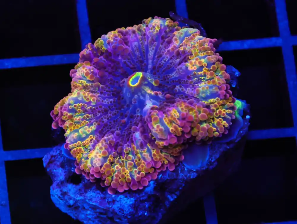B114 – RAINBOW CONFETTI RICORDEA MUSHROOM - Furnace B : Amazing variety of awesome corals every week!